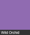 Wild Orchid